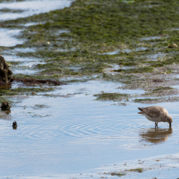 Urlaub_2022_Romo_Tag_09_009_20220613