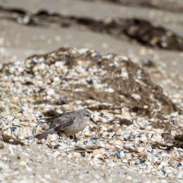 Urlaub_2022_Romo_Tag_09_008_20220613