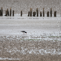 Urlaub_2022_Romo_Tag_13_017_20220617