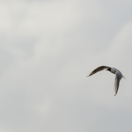 Urlaub_2022_Romo_Tag_09_022_20220613