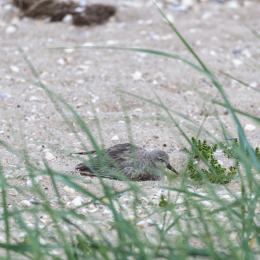 Urlaub_2022_Romo_Tag_09_020_20220613