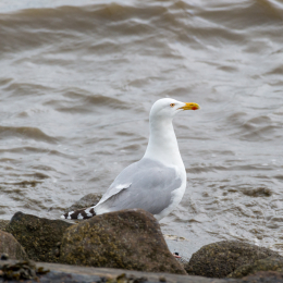 Urlaub_2022_Romo_Tag_09_017_20220613