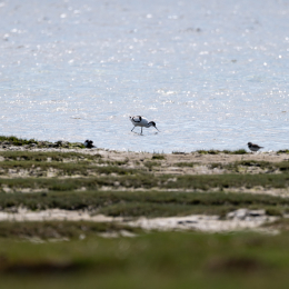 Sylt-2025_018_20250613