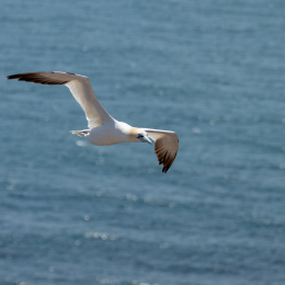 Sylt-2025_074_20250619