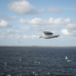 Sylt-2025_085_20250619