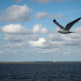 Sylt-2025_086_20250619