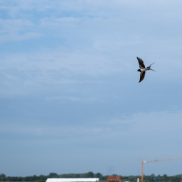 Sylt-2025_038_20250615