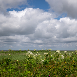 Sylt-2025_137_20250625