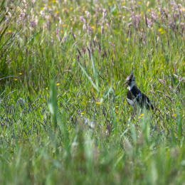 Sylt-2025_014_20250613