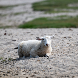 Sylt-2025_020_20250613