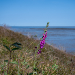 Sylt-2025_105_20250620