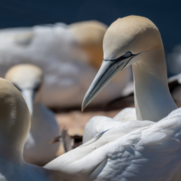Sylt-2025_072_20250619
