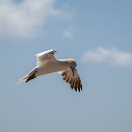 Sylt-2025_075_20250619