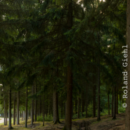 Verdun_20180915_0037