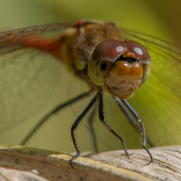 Botanischer_Garten_Frankfurt_20120902-009