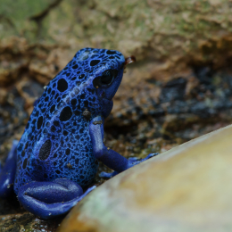 Zoo_Frankfurt_2012-02-05_07