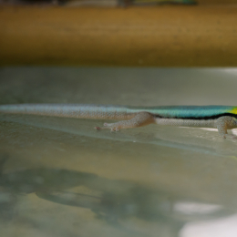 Zoo_Frankfurt_2012-02-05_06