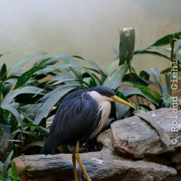 Zoo_Frankfurt_2012-02-05_32