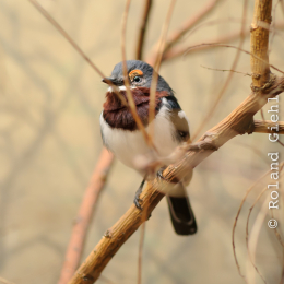 Zoo_Frankfurt_2012-02-05_28
