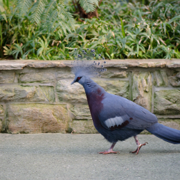 Zoo_Frankfurt_2012-02-05_35