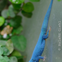 Zoo_Frankfurt_2012-02-05_04