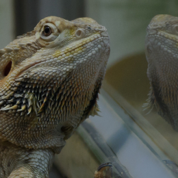 Zoo_Frankfurt_2012-02-05_13