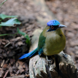Zoo_Frankfurt_2012-02-05_30