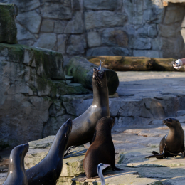 Zoo_Frankfurt_2012-02-05_39