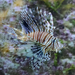 Zoo_Frankfurt_2012-02-05_18