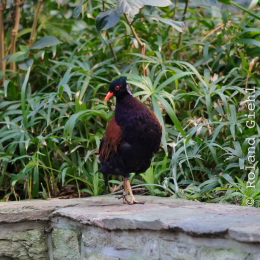 Zoo_Frankfurt_2012-02-05_34