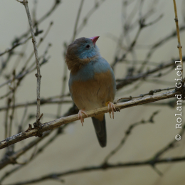 Zoo_Frankfurt_2012-02-05_25