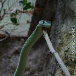 Zoo_Frankfurt_2012-02-05_15