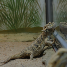 Zoo_Frankfurt_2012-02-05_13-2