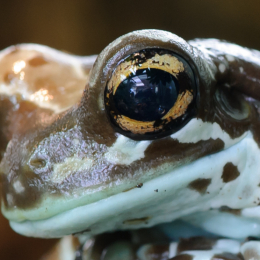 Zoo_Frankfurt_2012-02-05_09