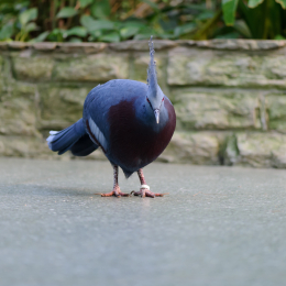 Zoo_Frankfurt_2012-02-05_37