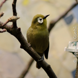 Zoo_Frankfurt_2012-02-05_29
