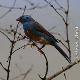 Zoo_Frankfurt_2012-02-05_23