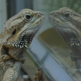 Zoo_Frankfurt_2012-02-05_14