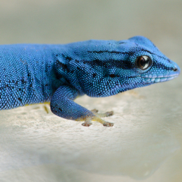 Zoo_Frankfurt_2012-02-05_05