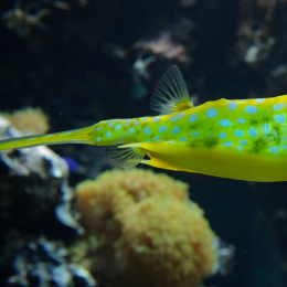 Zoo_Frankfurt_2012-02-05_20