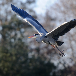 Zoo_Frankfurt_2012-02-05_38