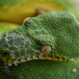 Zoo_Frankfurt_2012-02-05_10
