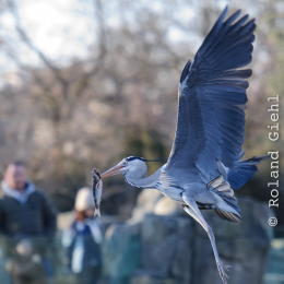  Zoo Frankfurt Februar 2012