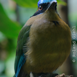 Zoo_Frankfurt_2012-02-05_31