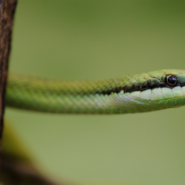 Zoo_Frankfurt_2012-02-05_17