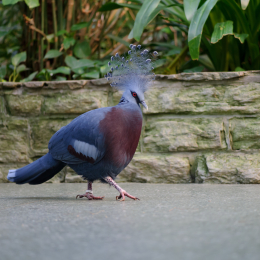 Zoo_Frankfurt_2012-02-05_36