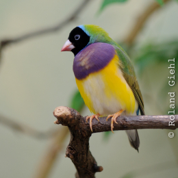 Zoo_Frankfurt_2012-02-05_27