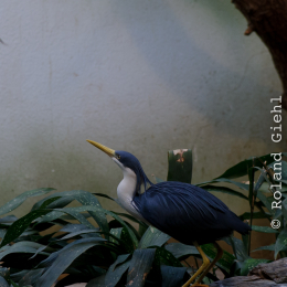 Zoo_Frankfurt_2012-02-05_33