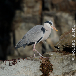 Zoo_Frankfurt_2012-02-05_01