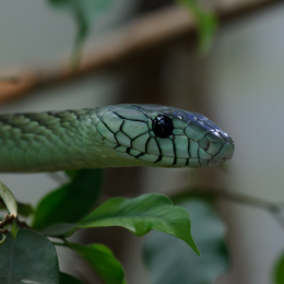 Zoo_Frankfurt_2012-02-05_16